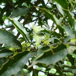 Espinheira-santa - Maytenus ilicifólia (folhas secas)