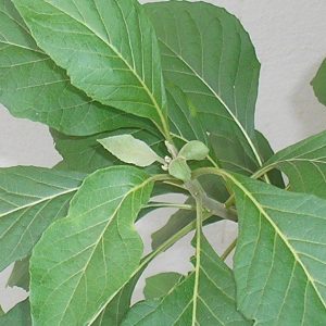 Alumã - Vernonia condensata (folhas secas)