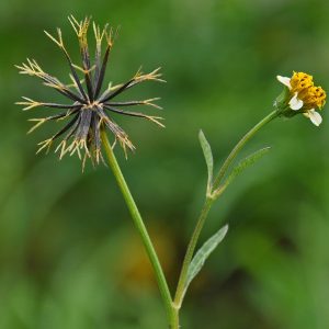 Picão-preto - Bidens alba / Bidens pilosa (folhas secas)