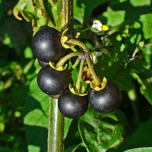 Erva-moura / Maria-pretinha - Solanum americanum / Solanum nigrum (folhas secas)