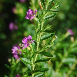 Sete-sangrias - Cuphea carthagenensis (folhas secas)