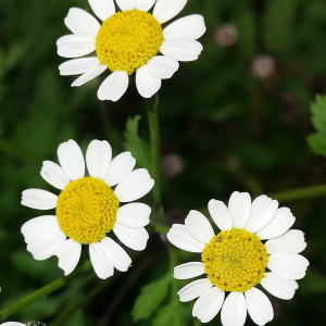 Olguinha - Tanacetum parthenium (folhas secas)