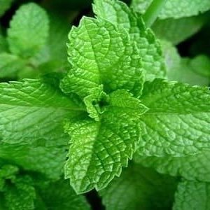 Hortelã - Mentha piperita (folhas secas)