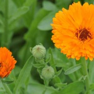 Calêndula - Calendula officinalis (flores secas)