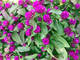 Perpétua - Gomphrena globosa (flores secas)