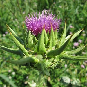 Cardo-mariano - Silybum marianum (folhas secas)