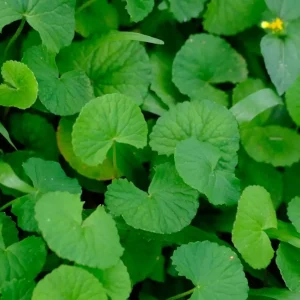 Centelha-asiática - Centella asiatica (folhas secas)