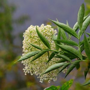Sabugueiro - Sambucus nigra / Sambucus australis (flores secas)