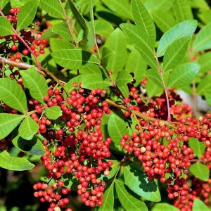 Aroeira-vermelha - Schinus terebinthifolius (folhas secas) 