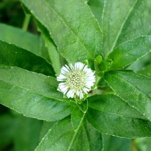 Erva-botão - Eclipta prostrata (folhas secas)