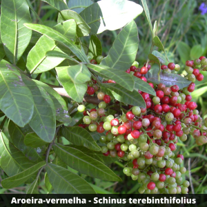 Aroeira-vermelha - Schinus terebinthifolius (folhas secas) 