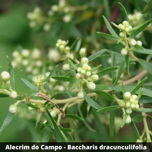 Alecrim do campo - Baccharis dracunculifolia (folhas secas)
