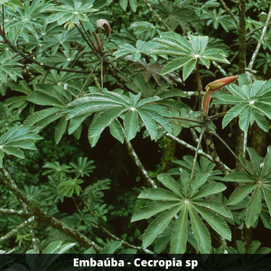 Embaúba - Cecropia sp. (folhas secas)
