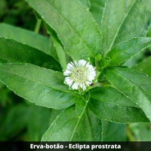 Erva-botão - Eclipta prostrata (folhas secas)