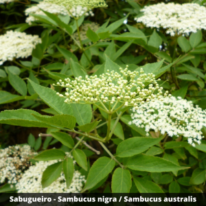 Sabugueiro - Sambucus nigra / Sambucus australis (flores secas)