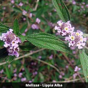 Melissa-de-jardim - Lippia alba (folhas secas)