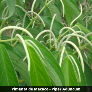 Pimenta-de-macaco - Piper aduncum (folhas secas)