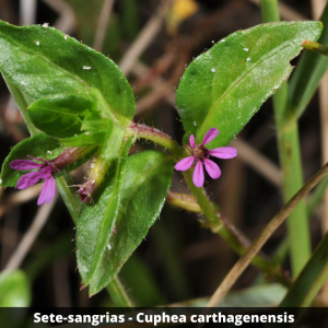 Sete-sangrias - Cuphea carthagenensis (folhas secas)