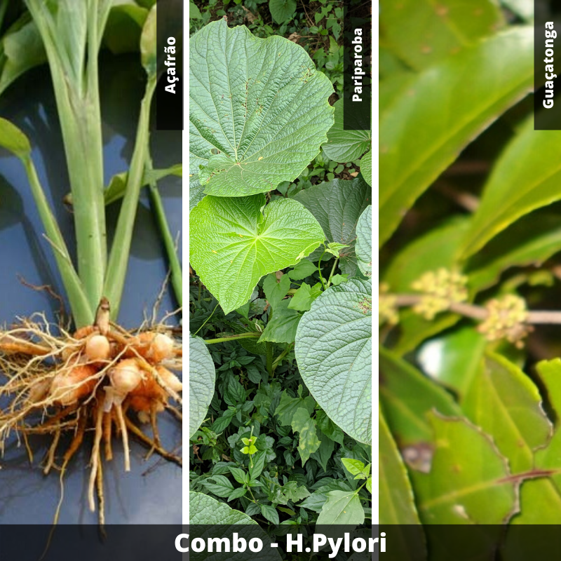 COMBO H. Pylori (Pariparoba, Guaçatonga e Açafrãodaterra rizoma