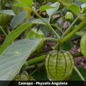 Camapú - Physalis angulata (folhas secas)