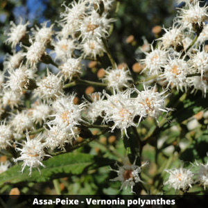 Assa-peixe - Vernonia polyanthes (folhas secas)