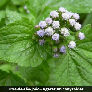 Erva-de-São-João / Mentrasto - Ageratum conyzoides (folhas secas)