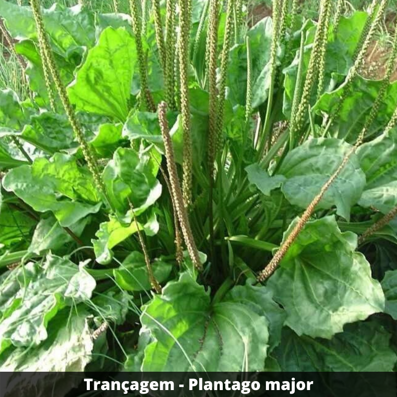 Trançagem - Plantago major (folhas secas) | Empório Folha & Vida
