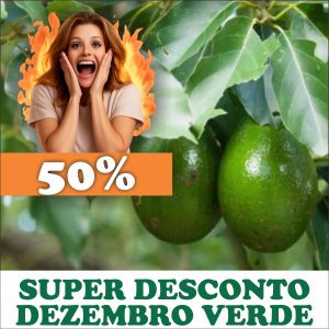 Abacate - Persea americana (folhas secas) 