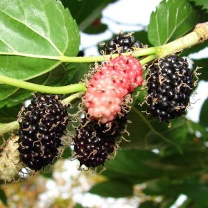 Amora - Morus nigra (folhas secas)