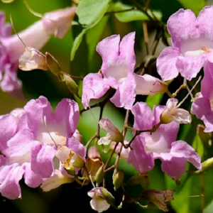 Crajirú / Pariri / Cipó-cruz - Arrabidaea chica (folhas secas)