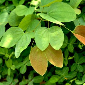 Pata-de-vaca (nativa) - Bauhinia forficata (folhas secas)