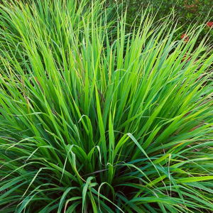 Capim cidreira - Cymbopogon citratus (folhas secas)