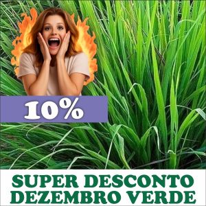 Capim cidreira - Cymbopogon citratus (folhas secas)