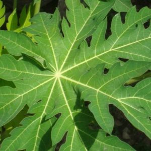 Mamoeiro - Carica papaya (folhas secas)