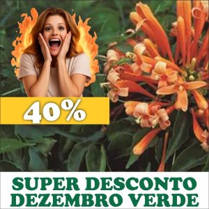 Cipó-de-São-João - Pyrostegia venusta (flores secas)