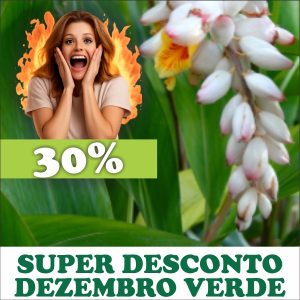 Colônia - Alpinia zerumbet (folhas secas)