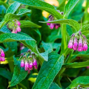 Confrei - Symphytum officinale (folhas secas) - *não ingerir