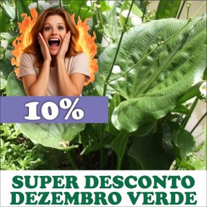 Chapéu-de-couro - Echinodorus grandiflorus (folhas secas)