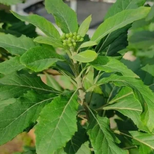 Alumã - Vernonia condensata (folhas secas)