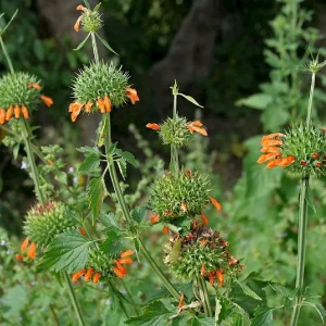 Cordão-de-Frade - Leonotis nepetaefolia (folhas secas)