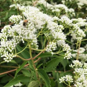 Assa-peixe - Vernonia polyanthes (folhas secas)