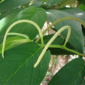 Pimenta-de-macaco - Piper aduncum (folhas secas)
