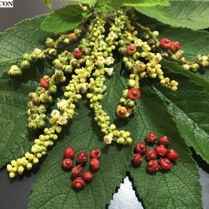 Erva-baleeira - Cordia verbenacea (folhas secas)