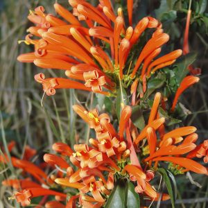 Cipó-de-São-João - Pyrostegia venusta (flores secas)