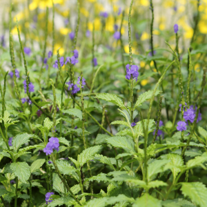Gervão - Stachytarpheta cayennensis (folhas secas)