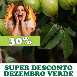 Goiaba - Psidium guajava (folhas secas)