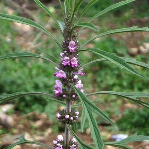 Rubim / Erva-macaé - Leonurus sibiricus (folhas secas)