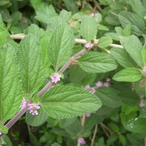 Melissa-de-jardim - Lippia alba (folhas secas)