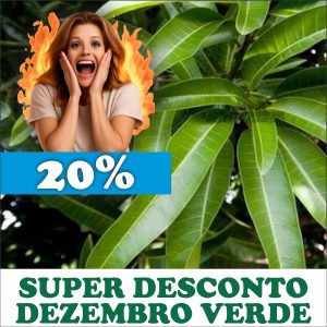 Mangueira - Mangifera indica (folhas secas)