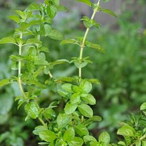 Poejo - Mentha pulegium (folhas secas)
